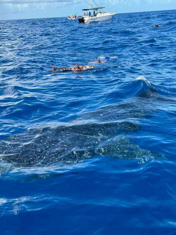 Whale Shark swimming ocean safari all included tour - The Sum Up: Who Will Love This Tour?