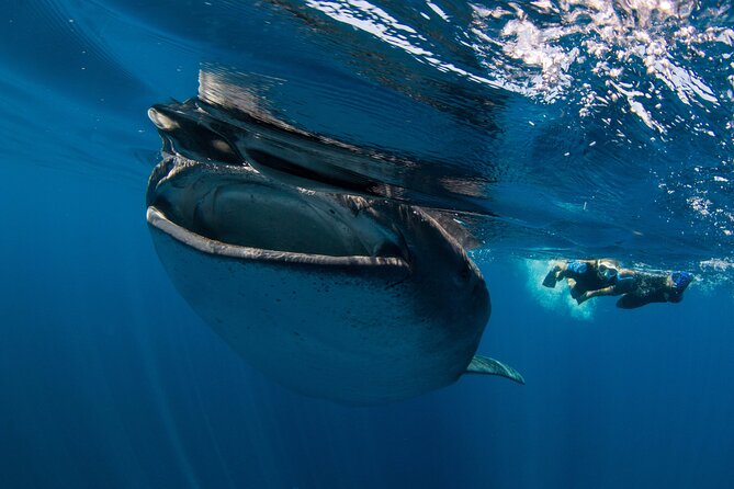 Whale Shark Swimming Seasonal Adventure From Tulum - Pricing Structure