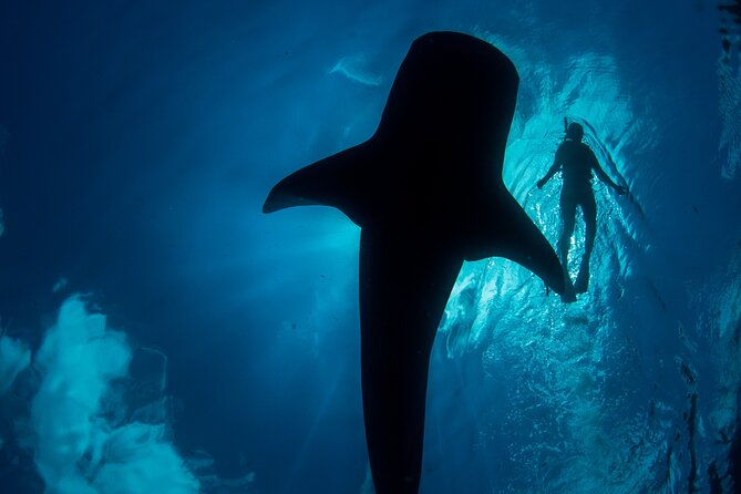 Whale Shark Swimming Seasonal Adventure From Tulum - Customer Reviews
