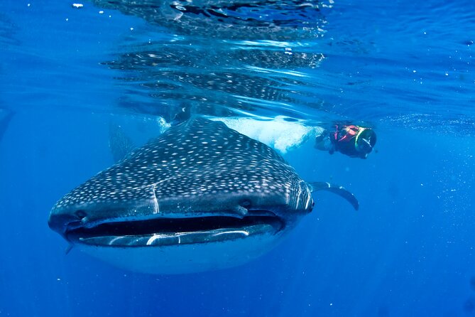 Whale Shark Swimming Seasonal Adventure From Tulum - Frequently Asked Questions