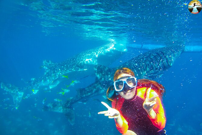 Whale Shark Swimming, Tumalog Falls and Kawasan Canyoneering - Key Points