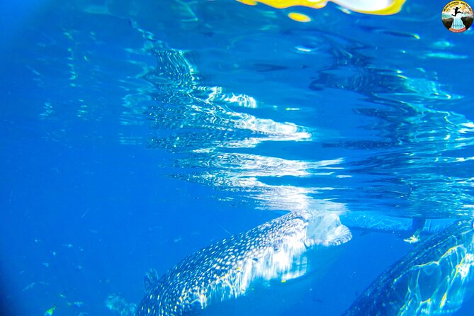 Whale Shark Swimming, Tumalog Falls and Kawasan Canyoneering - Inclusions