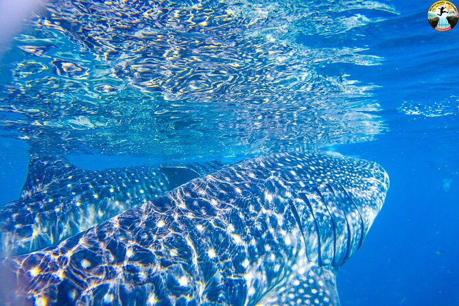 Whale Shark Swimming, Tumalog Falls and Kawasan Canyoneering - Kawasan Canyoneering