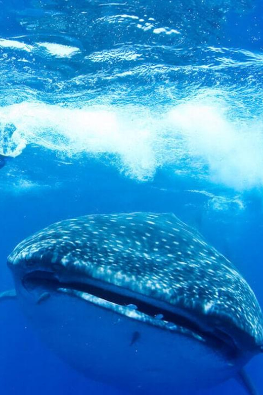 Whale Shark - Itinerary and Transportation