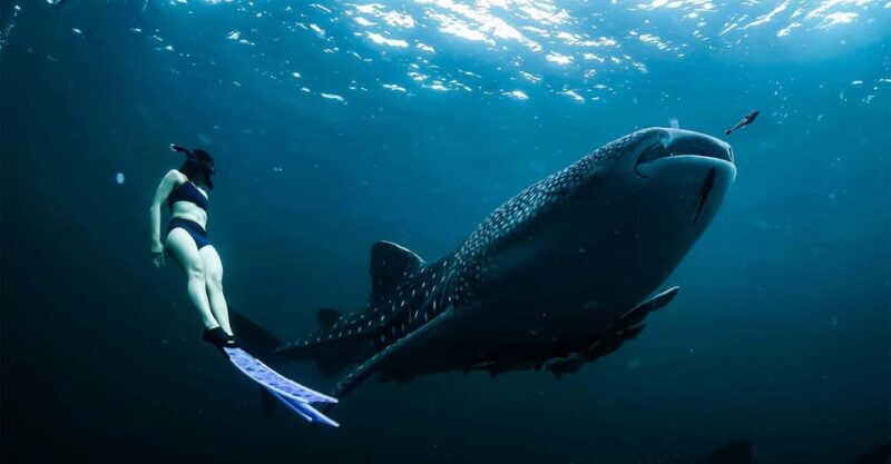 Whale Shark - Whale Shark Facts