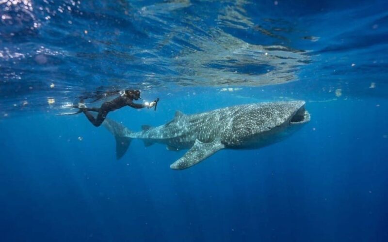 Whale Shark - Best Season