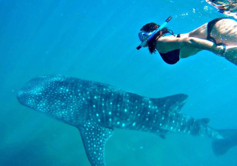 Whale Shark - Inclusions and Food