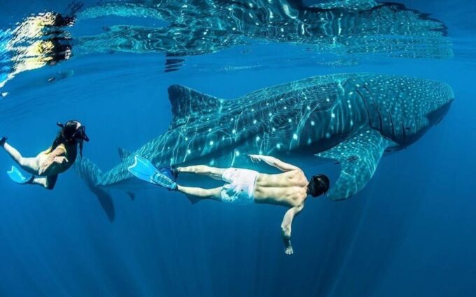 Whale Shark - Cancellation and Rescheduling