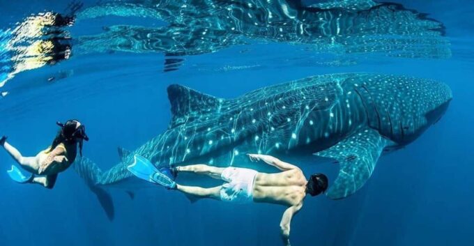 Whale Shark - Frequently Asked Questions