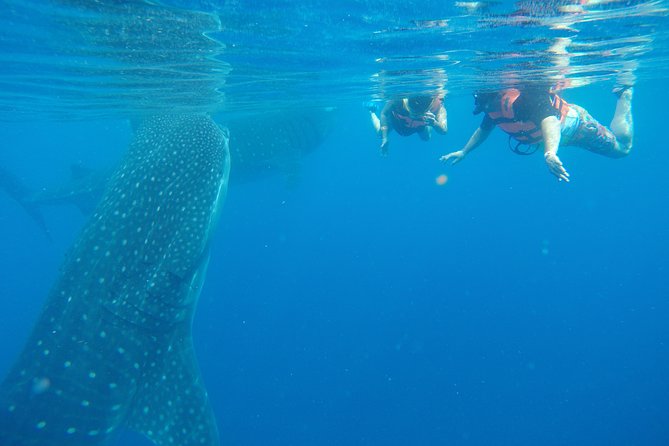 Whale Shark Tour From Cancun and Playa Del Carmen - Tour Availability and Participants
