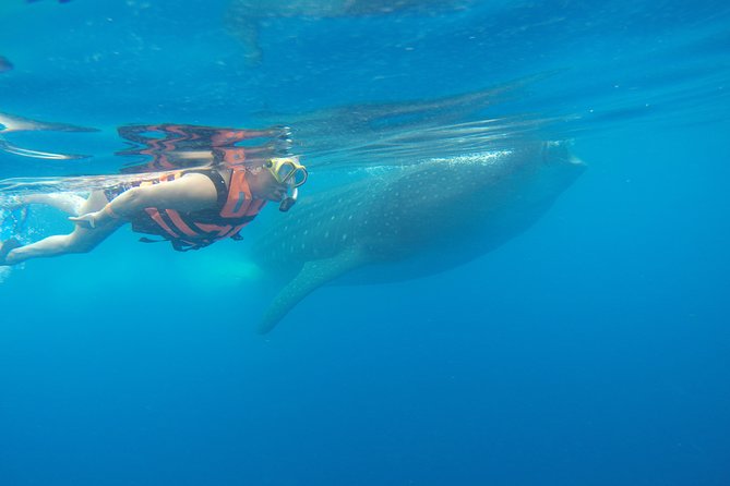 Whale Shark Tour From Cancun and Playa Del Carmen - Swim With Whale Sharks