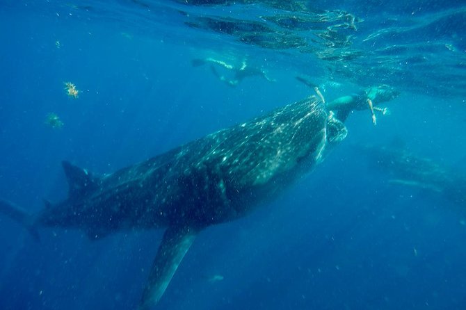 Whale Shark Tour From Cancun and Playa Del Carmen - Beachside Lunch at Isla Mujeres