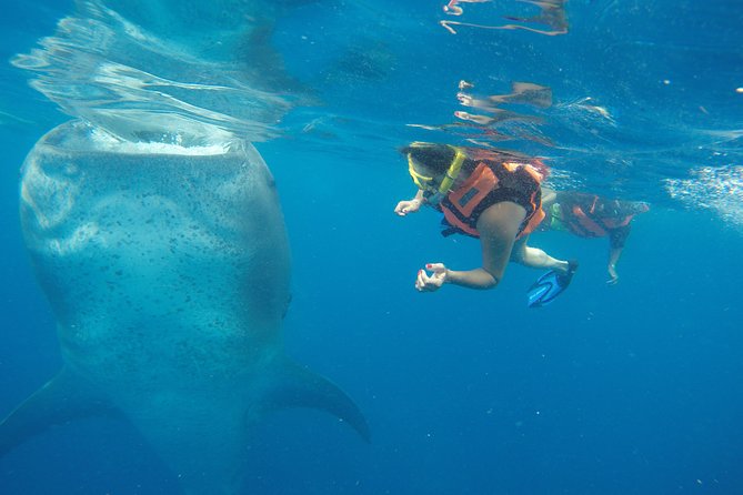 Whale Shark Tour From Cancun and Playa Del Carmen - Marine Life Exploration