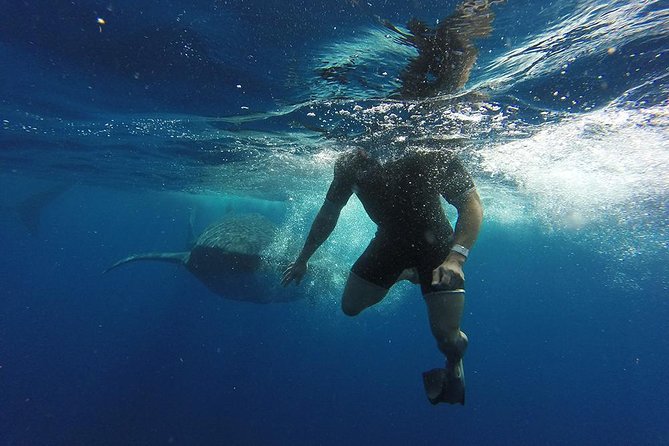 Whale Shark Tour From Cancun and Playa Del Carmen - Inclusions and Additional Fees