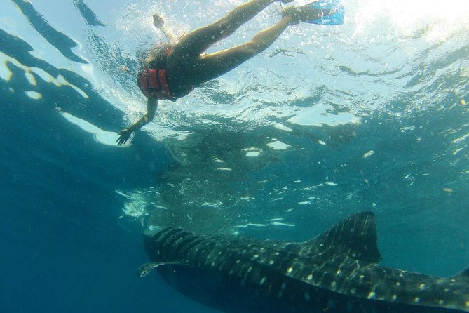 Whale Shark Tour From Holbox Island - Experience and Activities