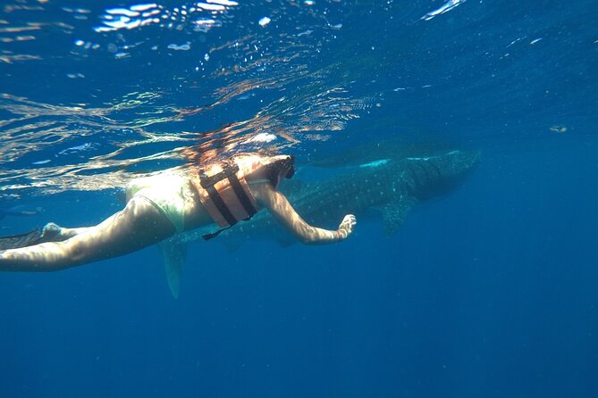 Whale Shark Tour From Holbox Island - Pricing and Booking