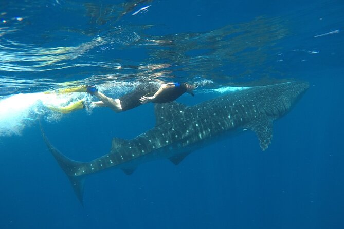Whale Shark Tour From Holbox Island - What to Expect