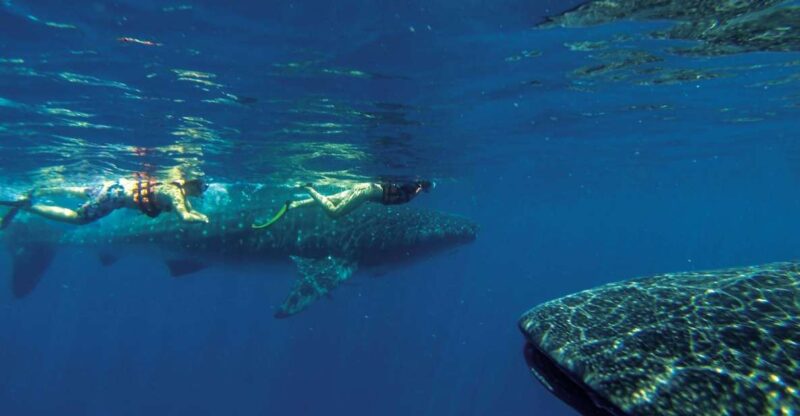 Whale Shark Tour From Rivera Maya. - Key Points