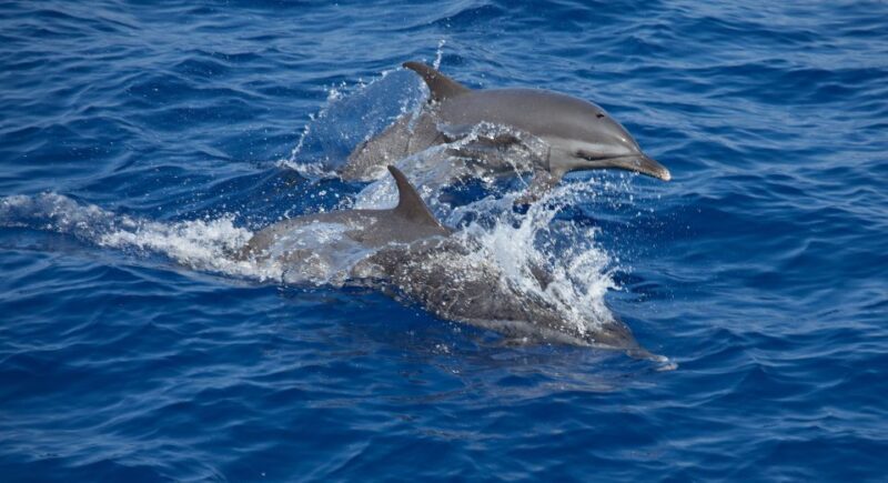 Whale Shark Tour From Rivera Maya. - Inclusions and Itinerary