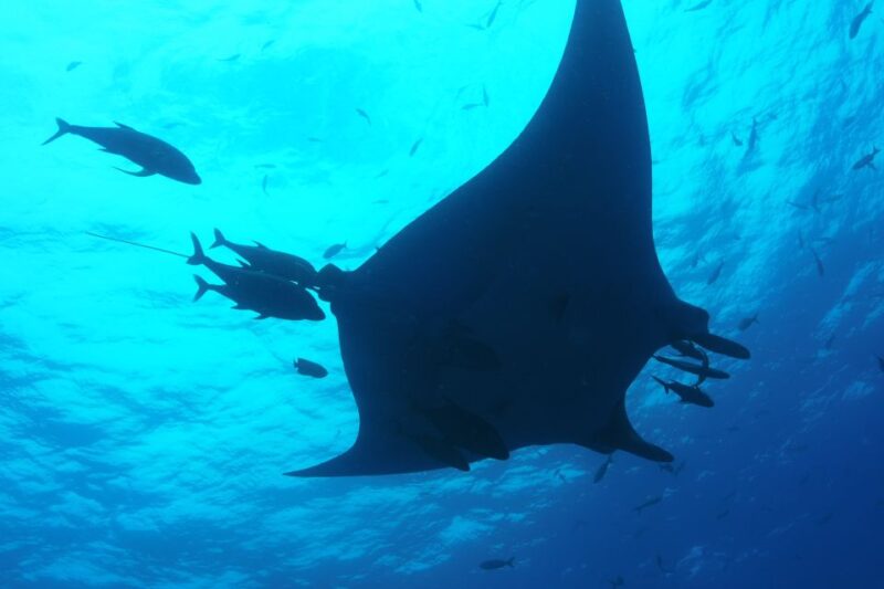 Whale Shark Tour From Rivera Maya. - Experience Highlights