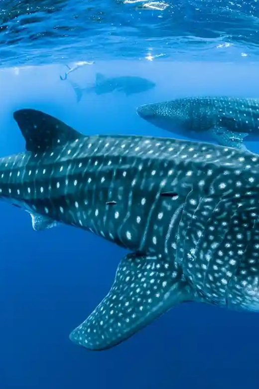 WHALE SHARK TRIP INCLUDE HOTEL 2 DAY 1 NIGHT (STAR LOMBOK) - Itinerary: Day 1