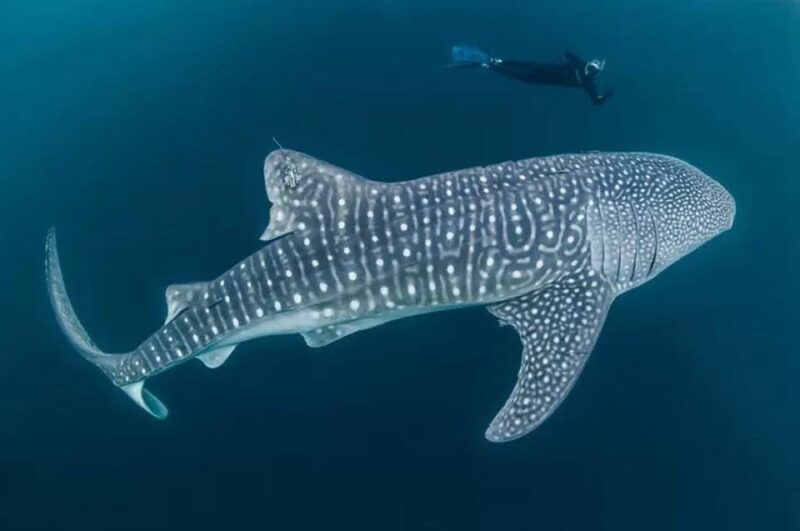 WHALE SHARK TRIP INCLUDE HOTEL 2 DAY 1 NIGHT (STAR LOMBOK) - Itinerary: Day 2