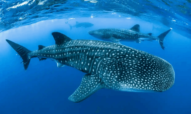 WHALE SHARK TRIP INCLUDE HOTEL 2 DAY 1 NIGHT (STAR LOMBOK) - Booking Information