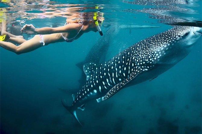 Whale Shark & Tumalog Falls & Sumilon Sandbar & Pescador Island With Sardines - Inclusions in the Tour