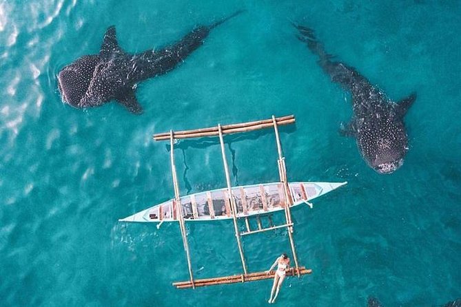 Whale Shark & Tumalog Falls & Sumilon Sandbar & Pescador Island With Sardines - Exploring Sumilon Island Sandbar