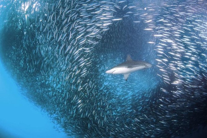 Whale Shark & Tumalog Falls & Sumilon Sandbar & Pescador Island With Sardines - Swimming With Whale Sharks