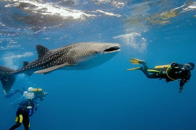 Whale Shark Watching and Sumilon Sandbar Private Tour Package - Tour Overview