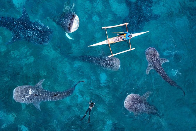 Whale Shark Watching & Tumalog Falls & Kawasan Falls - Tumalog Falls