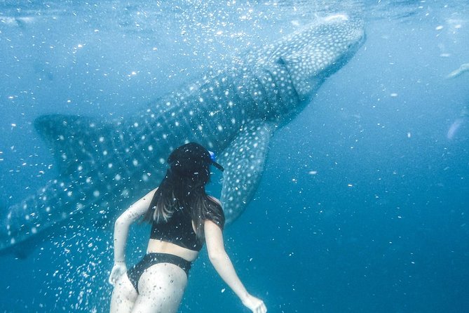 Whale Shark Watching & Tumalog Falls & Kawasan Falls - Additional Information