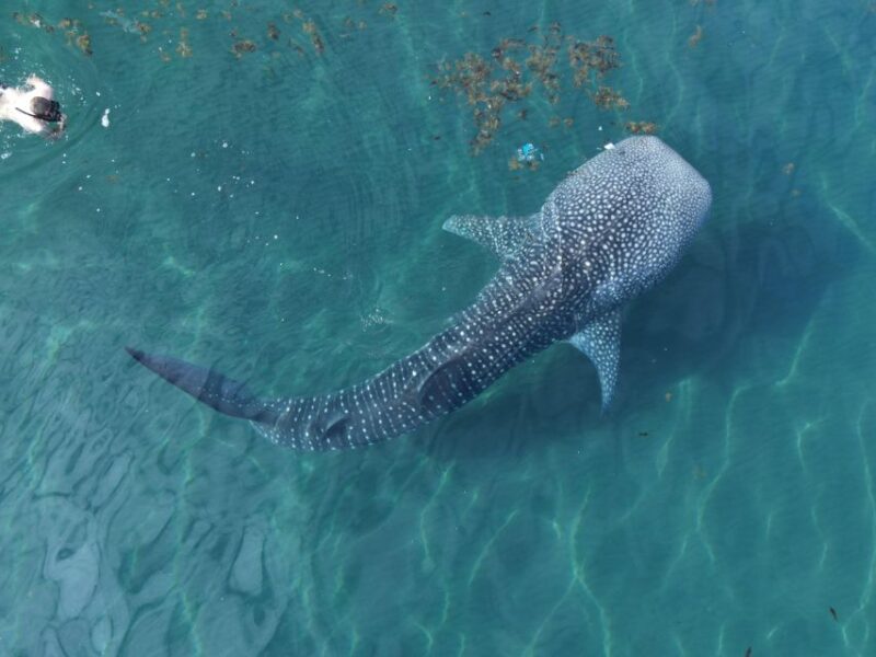 Whale Shark With a Marine Biologist. - Guided Swim With Whale Sharks