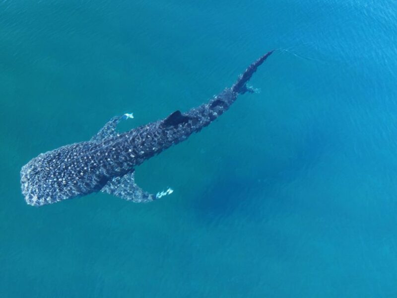 Whale Shark With a Marine Biologist. - Excursion Details