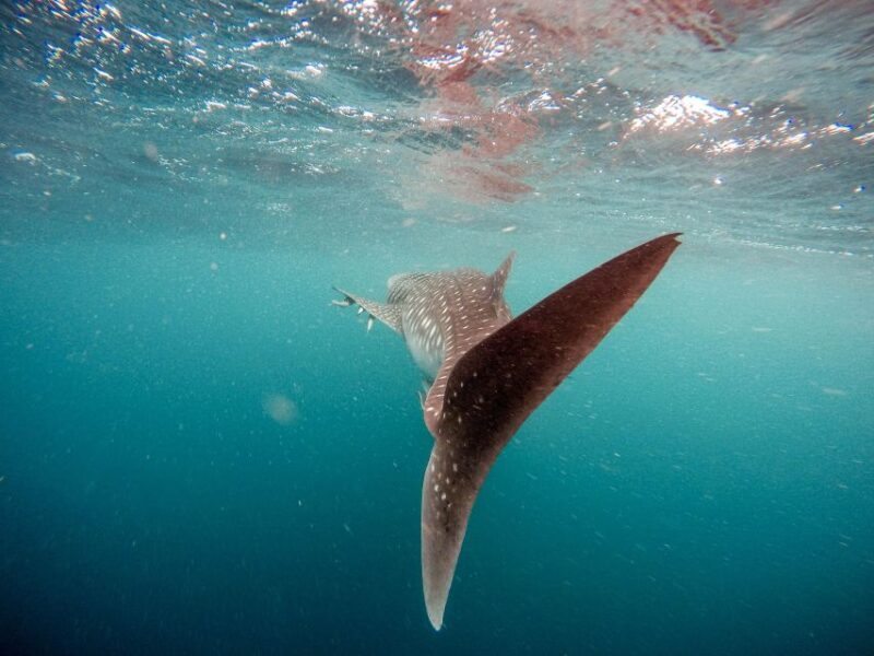 Whale Shark With a Marine Biologist. - Whale Shark Conservation