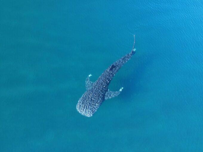 Whale Shark With a Marine Biologist. - Preparing for the Experience