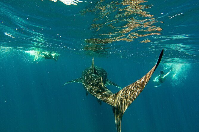 Whale Sharks and Sea Lions Snorkeling Picnic at Balandra Beach - Key Points