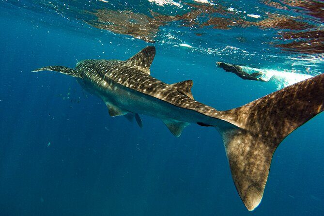 Whale Sharks and Sea Lions Snorkeling Picnic at Balandra Beach - Introduction: An Exciting Marine Day Out in La Paz