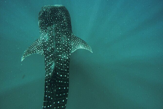 Whale Sharks and Sea Lions Snorkeling Picnic at Balandra Beach - Authentic Insights from Reviews
