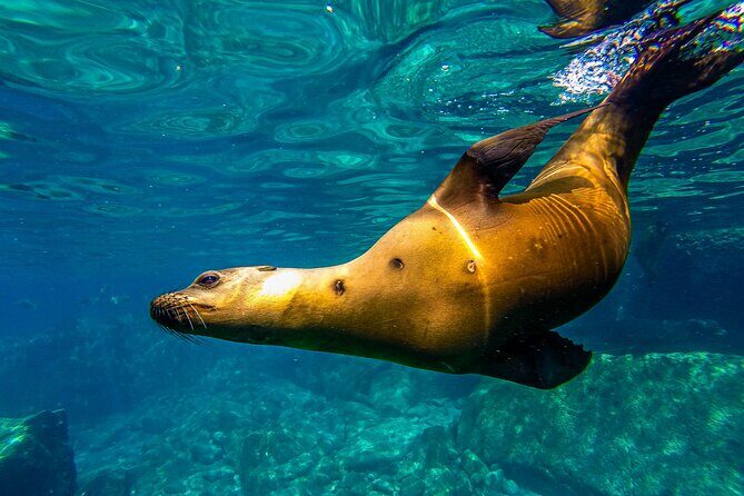 Whale Sharks and Sea Lions Snorkeling Picnic at Balandra Beach - Why This Tour Works for You