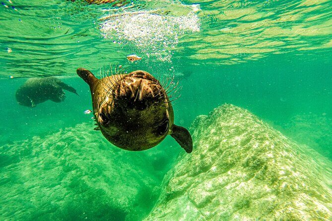 Whale Sharks and Sea Lions Snorkeling Picnic at Balandra Beach - The Sum Up: Is It Worth It?