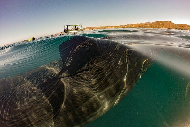 Whale Sharks and Sea Lions Snorkeling Picnic at Balandra Beach - FAQ