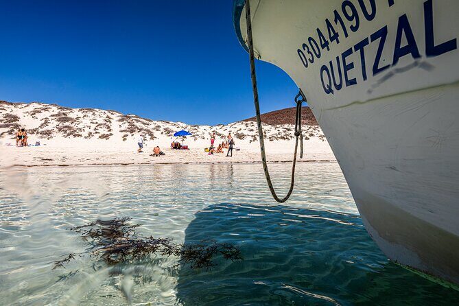 Whale sharks and sea lions snorkeling plus Balandra beach lunch - Key Points