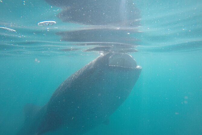 Whale sharks and sea lions snorkeling plus Balandra beach lunch - The Sum Up