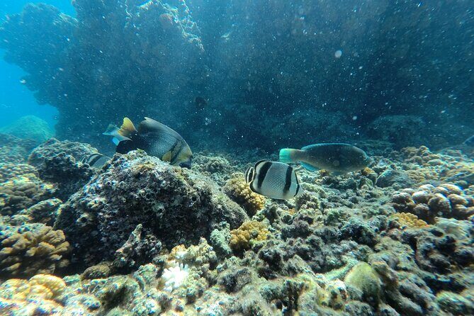 Whale sharks and sea lions snorkeling plus Balandra beach lunch - FAQ