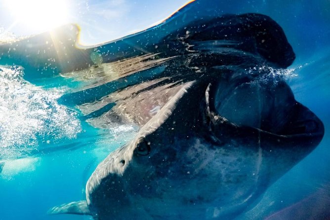 Whale Sharks Small-Group Tour in Cancun and Riviera Maya - Snorkeling Experience