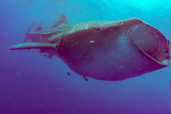 Whale Sharks Small-Group Tour in Cancun and Riviera Maya - Exploring the Marine Life