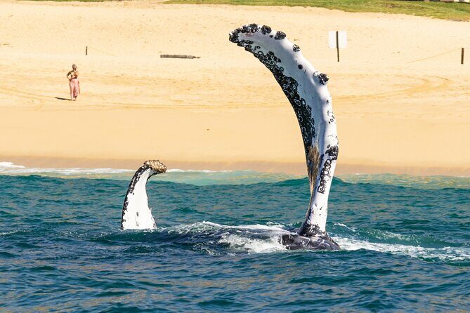 Whale Tour c/ Certified Guide, Photos & Hydrophone - Analyzing the Value