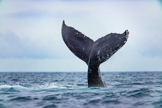 Whale Tour c/ Certified Guide, Photos & Hydrophone - Authentic Feedback